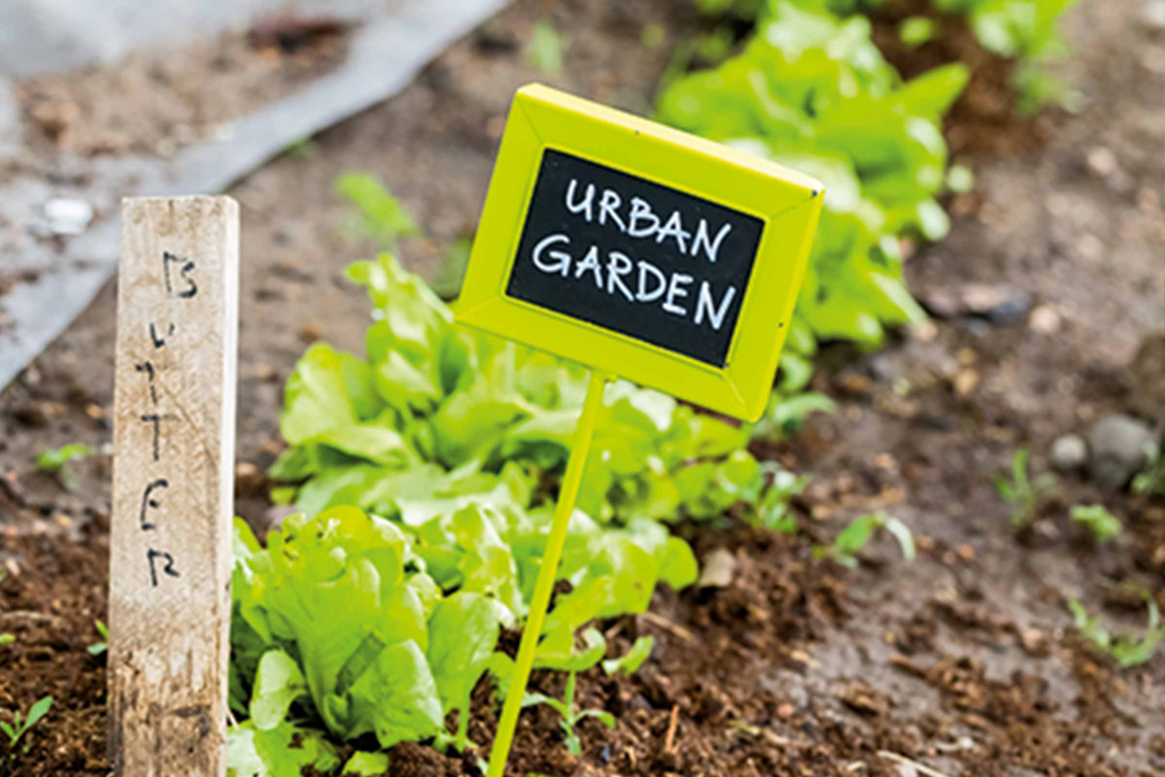 Verhoogde tuinbed met slaplanten en plantenlabels