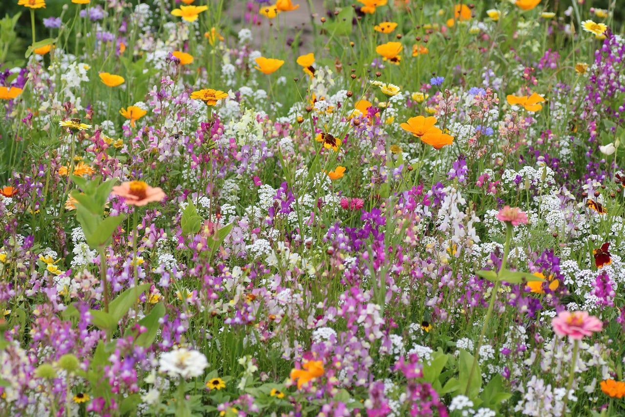 Bloemenweide met verschillende kleurrijke bloemen