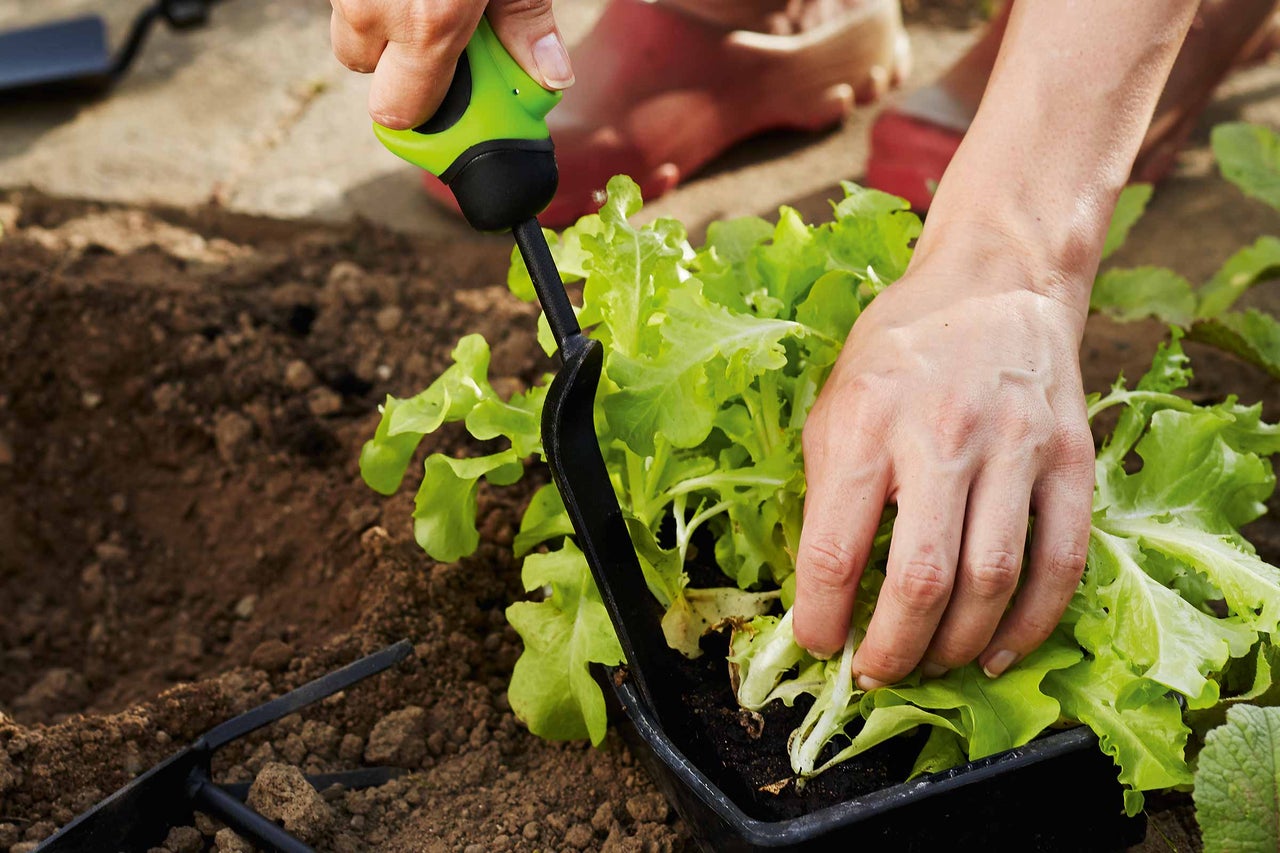 Een tuinman plant sla met een kleine schop in een tuinbed.