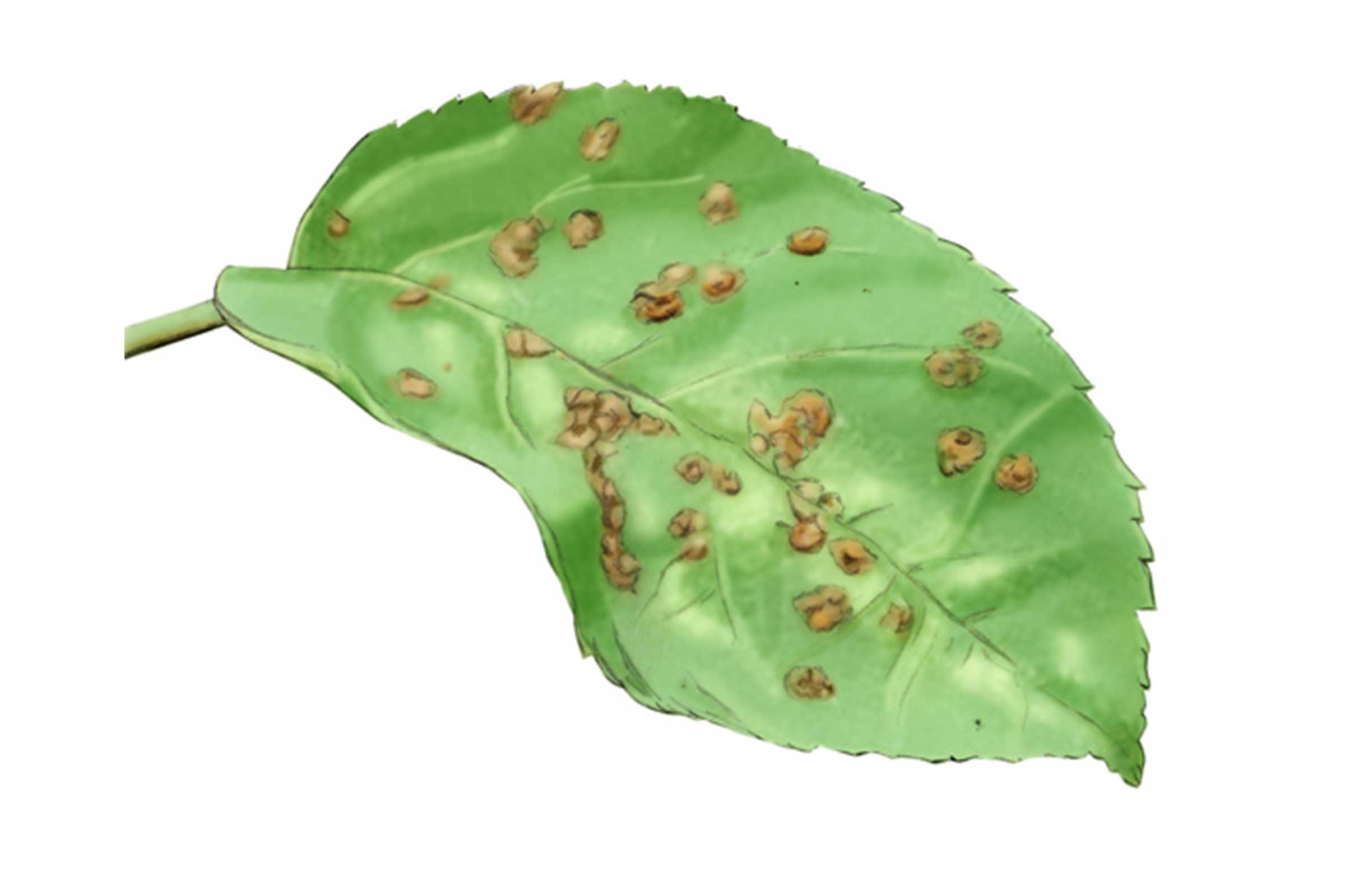 Blad met schimmelaantasting voor ongediertebestrijding