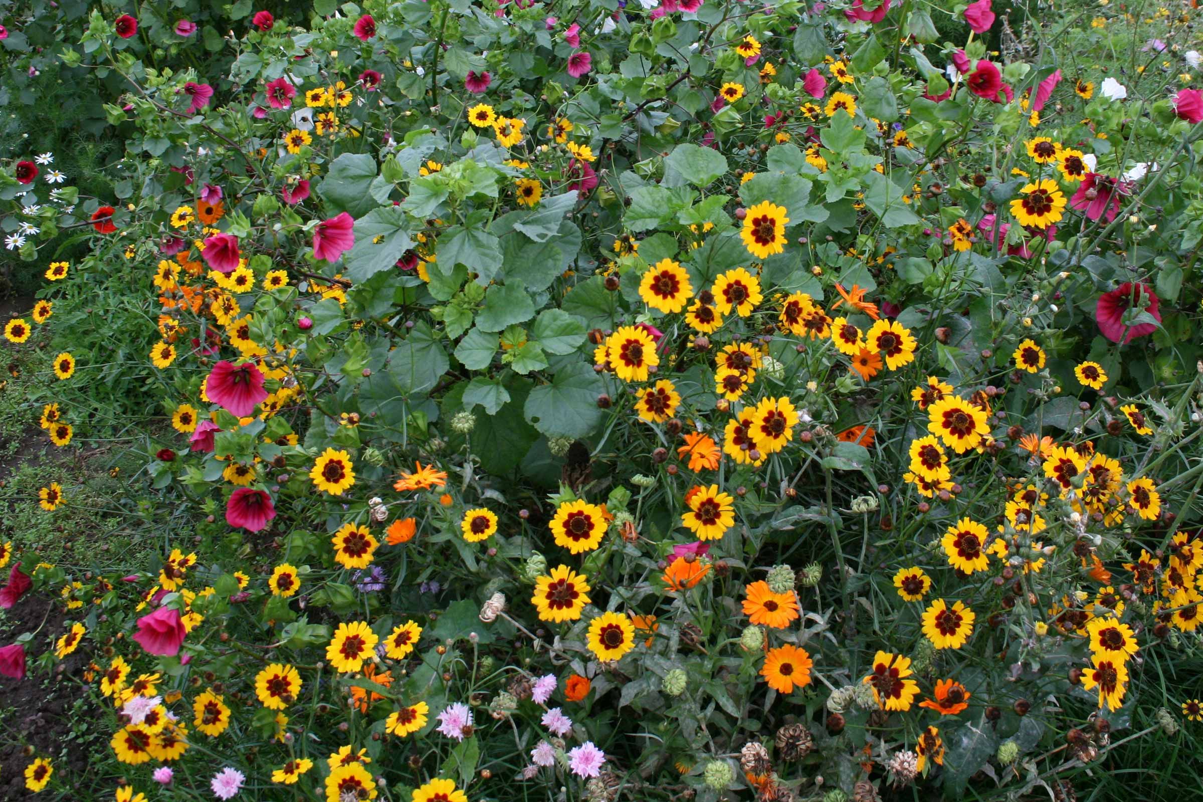 Bloembed met diverse zomerbloemen