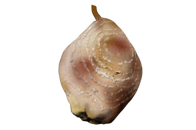 Een enkele, overrijpe peer.