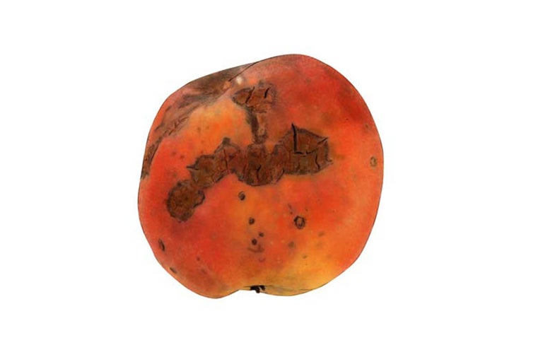 Rotte appel met bruine vlekken