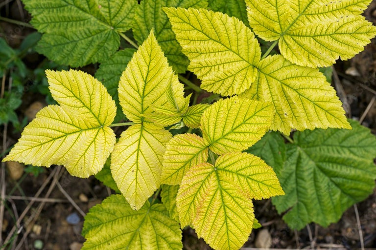 Close-up van frambozenbladeren