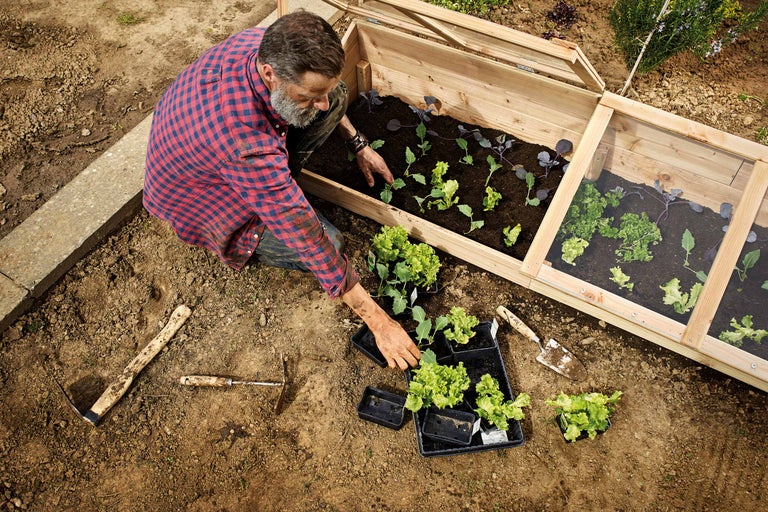 Een man plant zaailingen in een koude bak in de tuin. Er liggen tuingereedschappen op de grond.