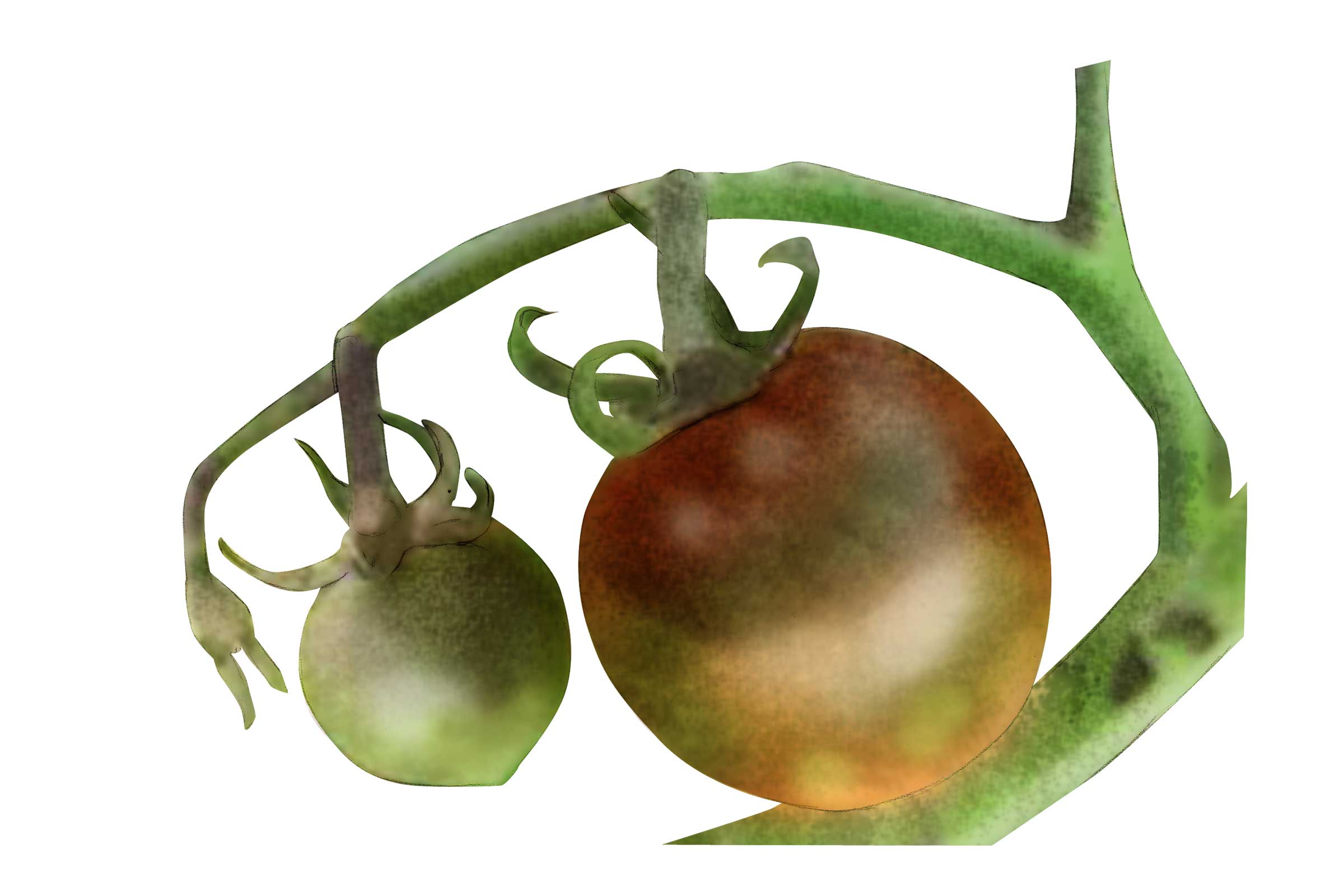 Twee tomaten aan de tomatenplant