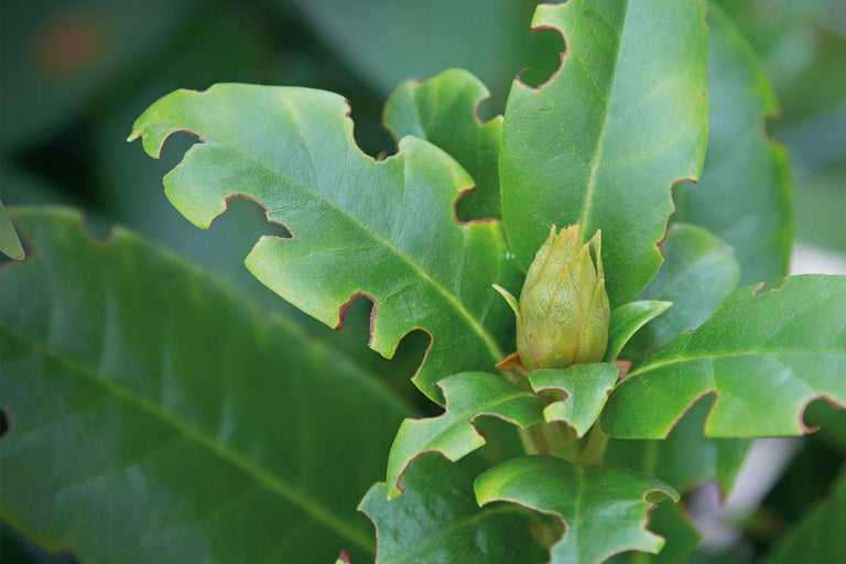Close-up van een groene plantenknop met bladeren met vraatschade