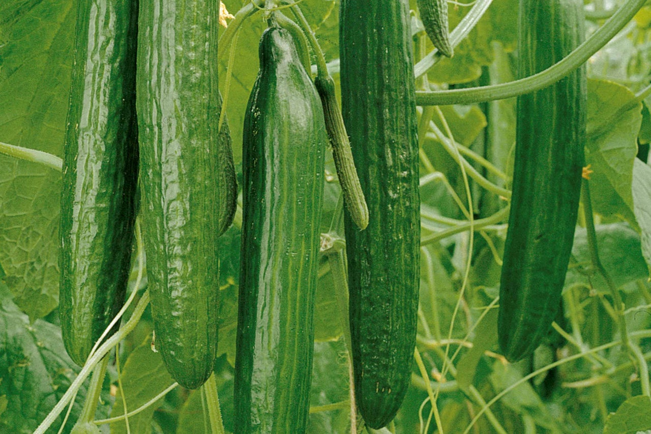 Verse groene komkommerplant in de moestuin