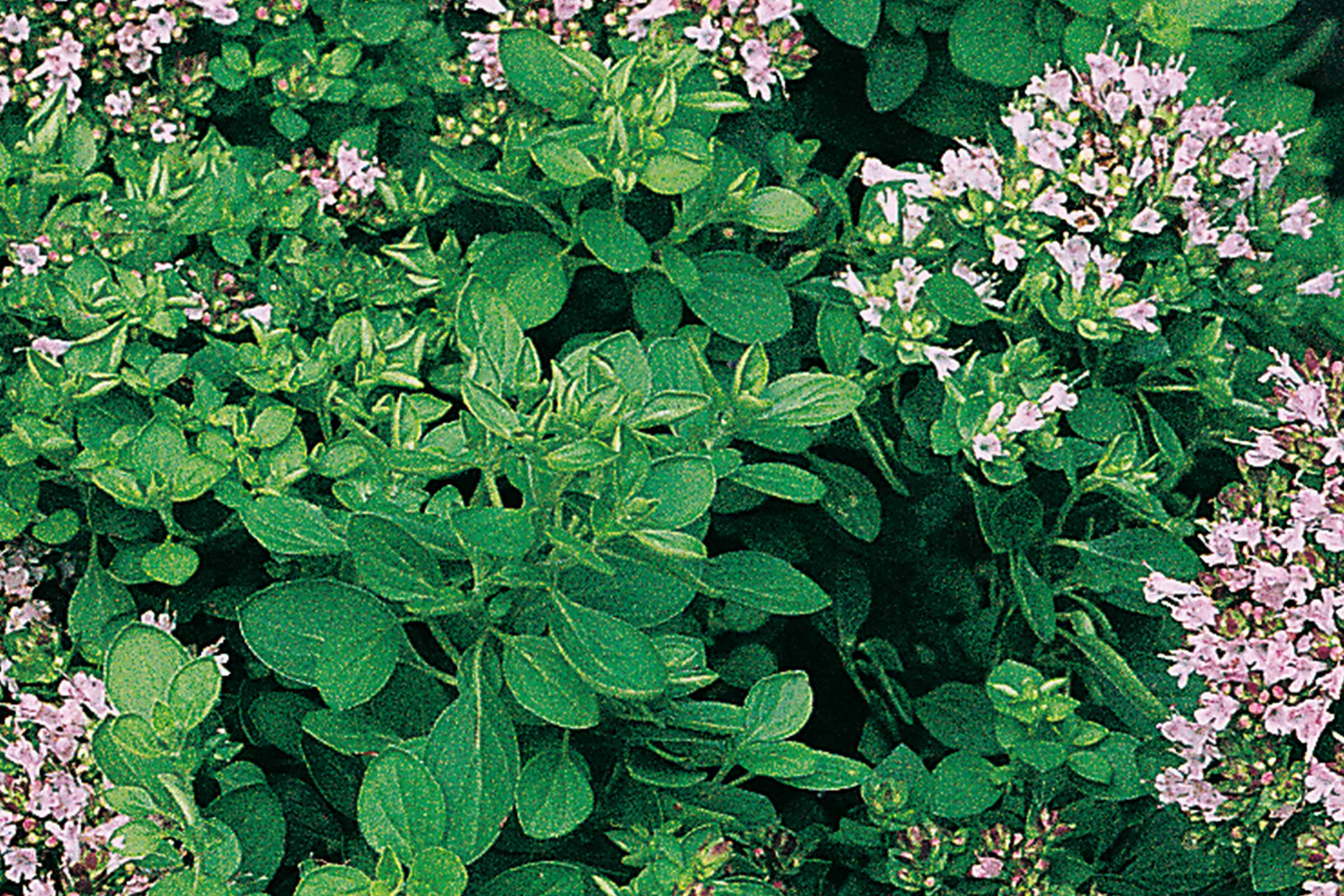 Close-up van oregano met bladeren en bloemen