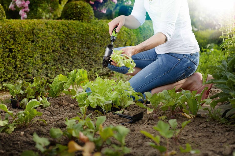 Een vrouw plant sla zaailingen met een plantenschep in een tuin.
