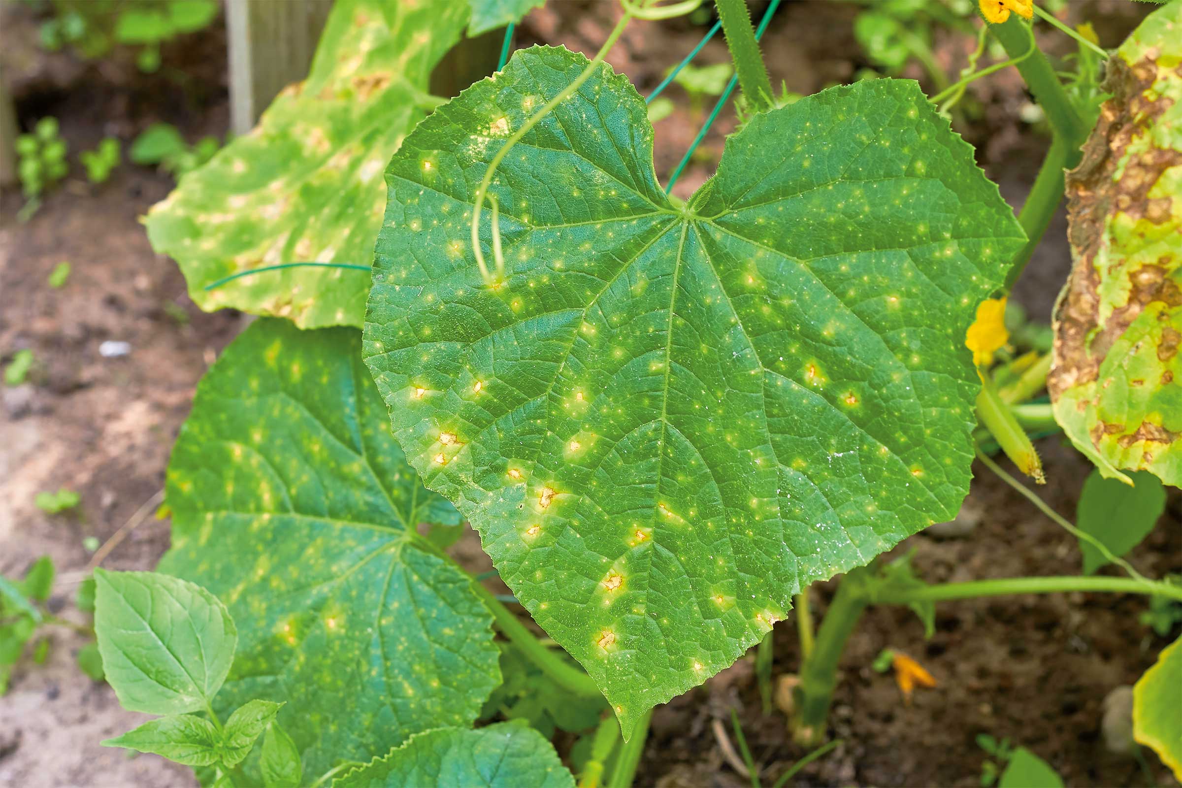 Komkommerplant met bladvlekkenziekte in de tuin.