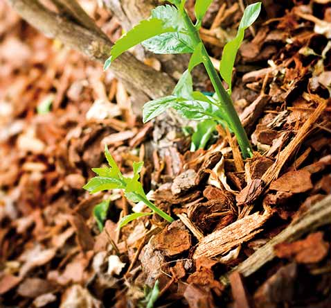 Close-up van boomschors en een jonge plant in de tuin