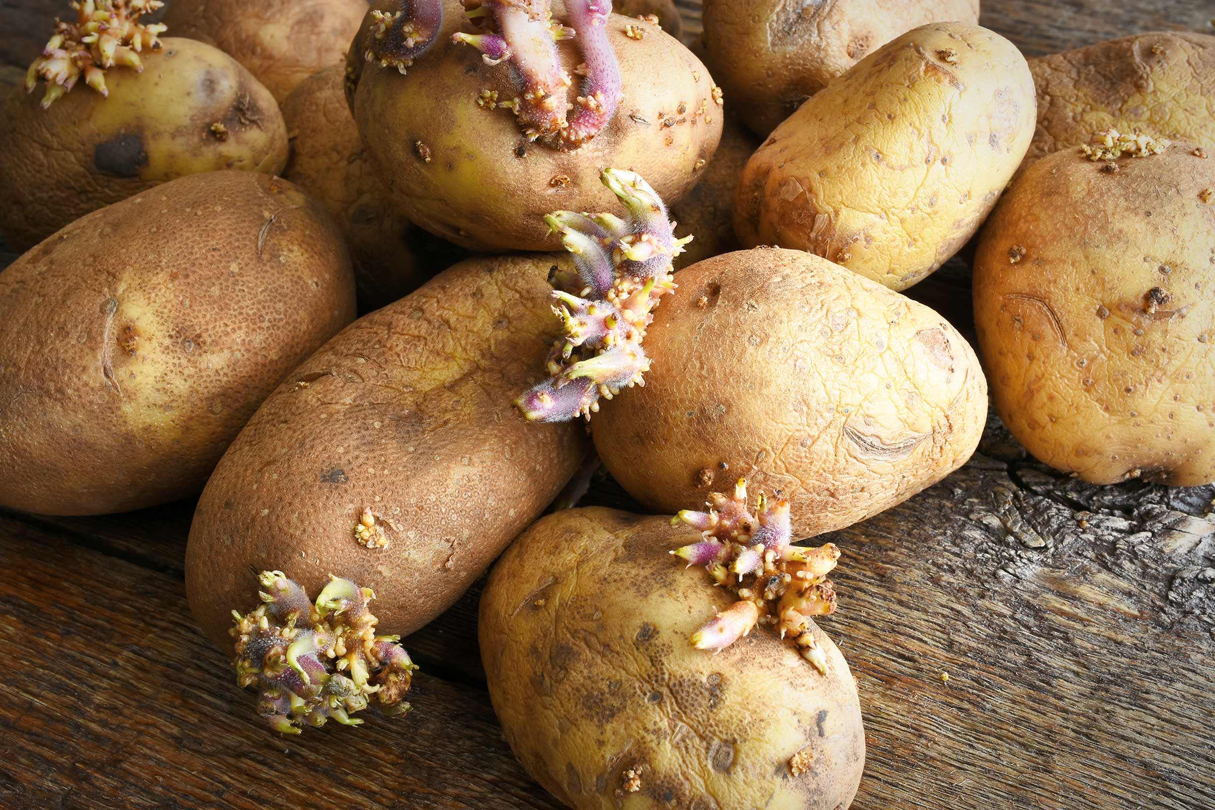 Meerdere aardappelen met uitlopers op een houten tafel