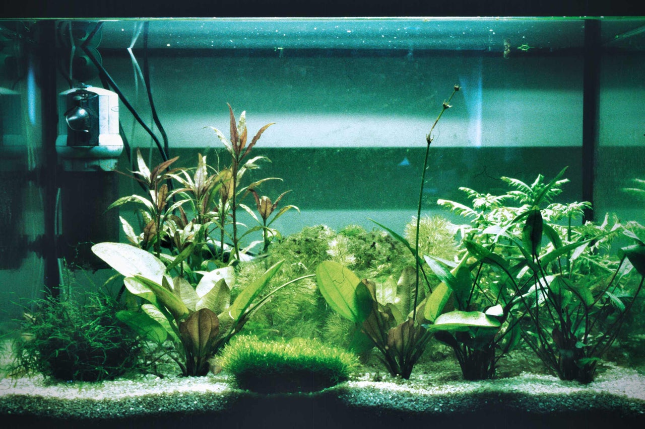Aquarium met waterplanten en accessoires