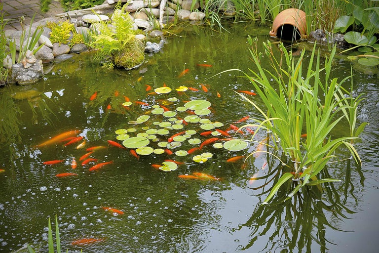 Vijver met goudvissen, waterlelies en oeverbeplanting