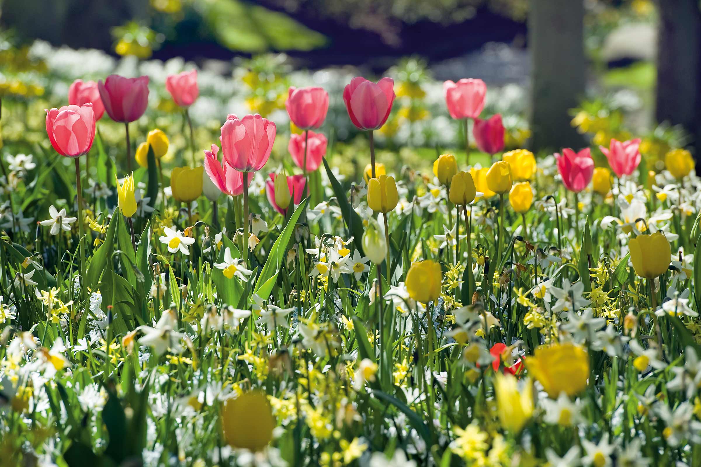 Bloemenweide met tulpen en narcissen