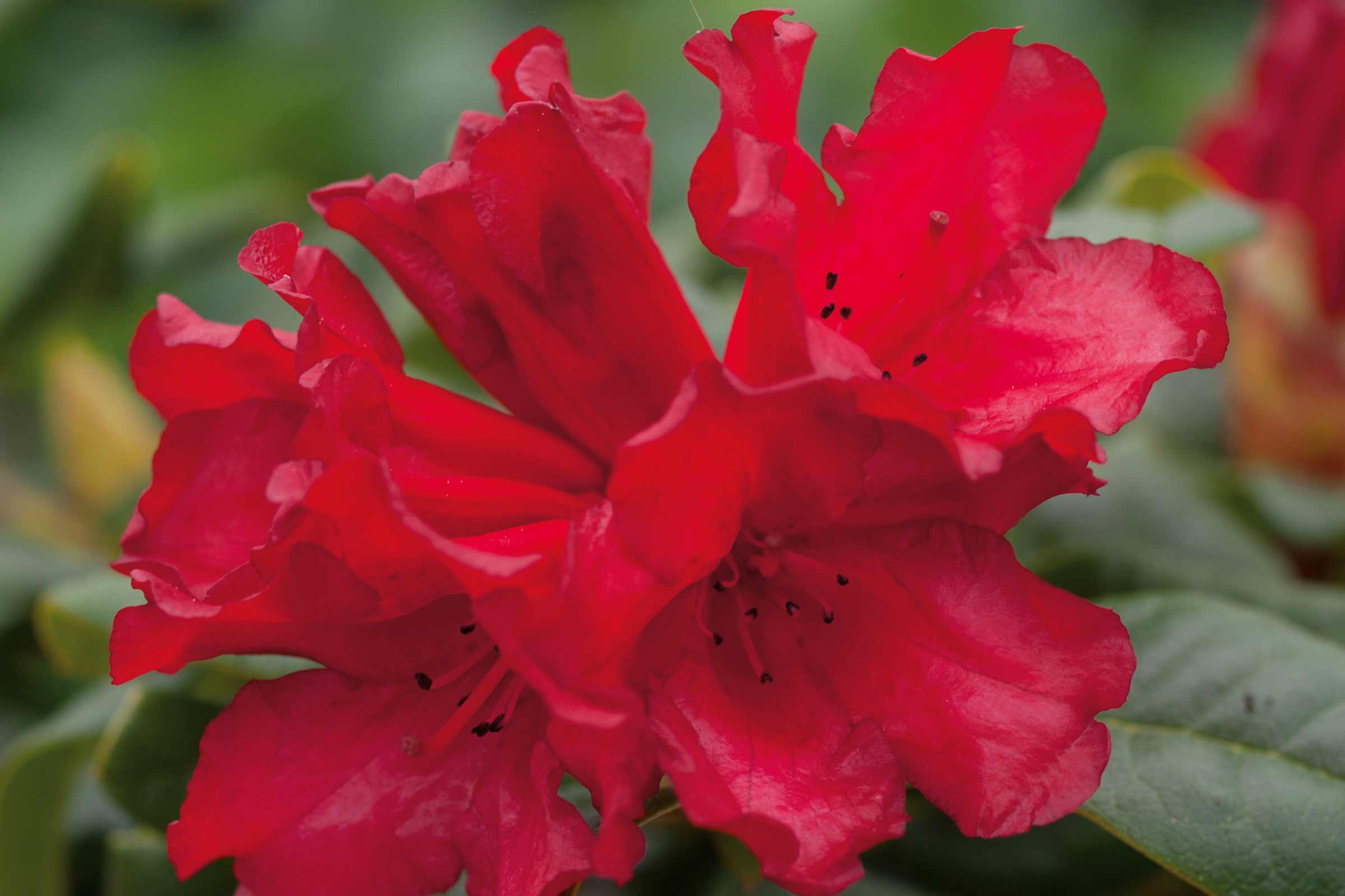 Close-up van een rode rododendronbloem
