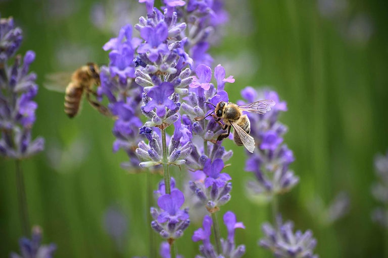 Close-up van lavendelbloemen met bijen