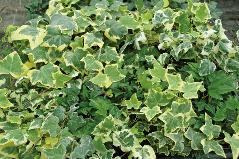 Klimop plant met bladeren