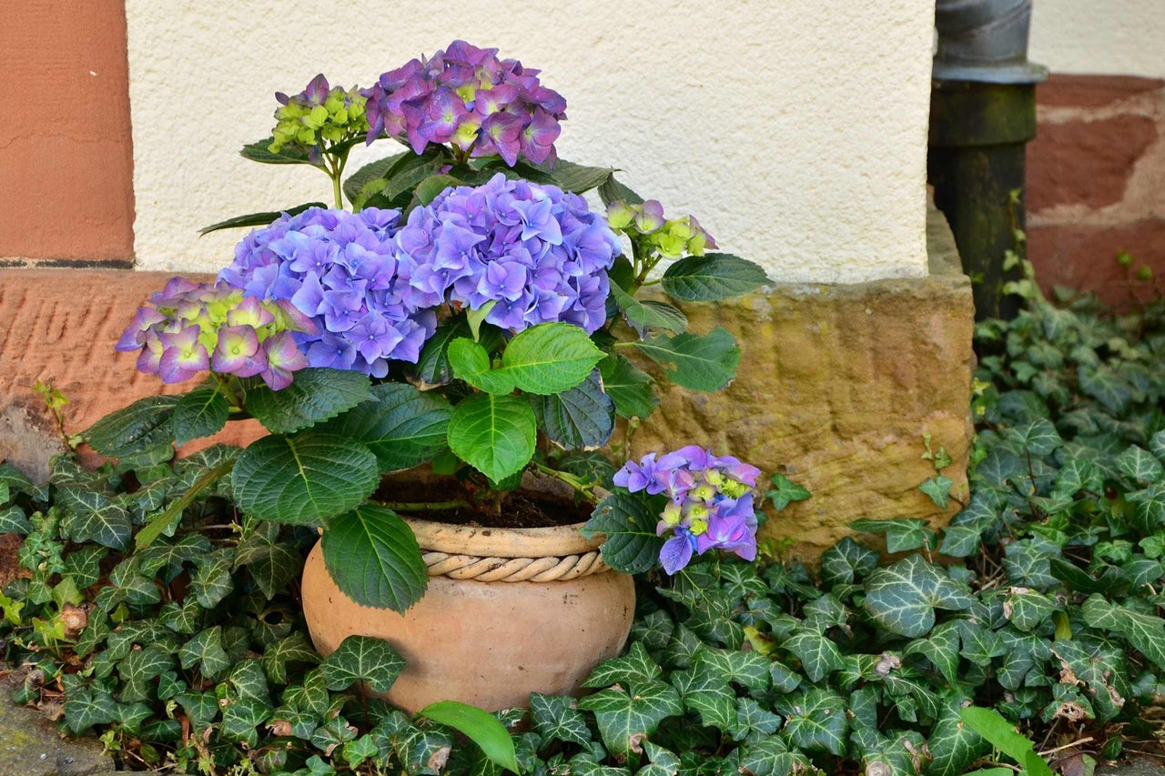 Hortensia's in een terracotta pot op klimop