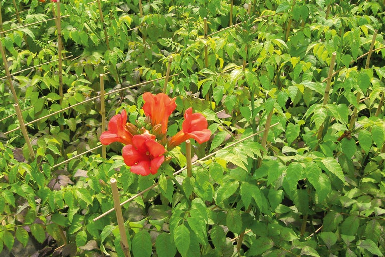 Trompetbloem met klimhulp in de tuin