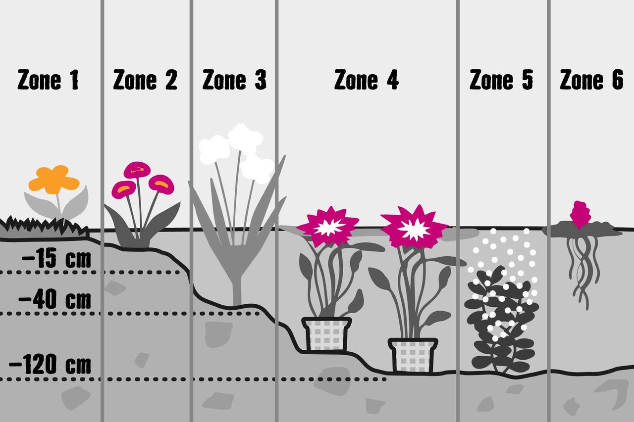 Illustratie van verschillende planten op verschillende bodemdiepten