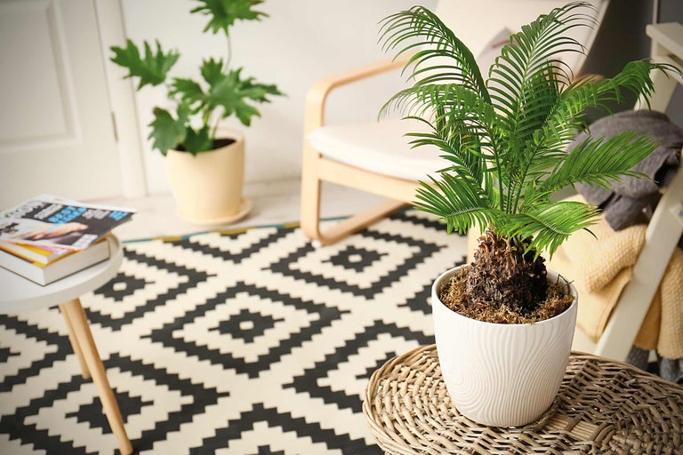 Kamerplant in witte pot op een rieten tafel, geometrisch tapijt en fauteuil op de achtergrond.