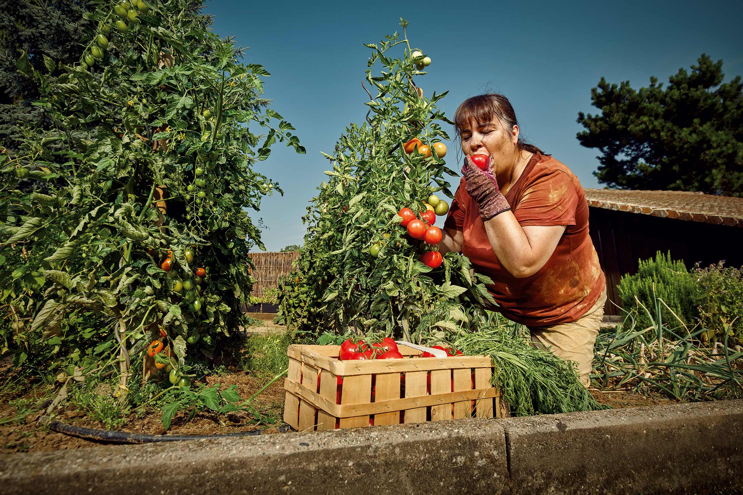 Vrouw eet tomaat in de moestuin naast een houten kist