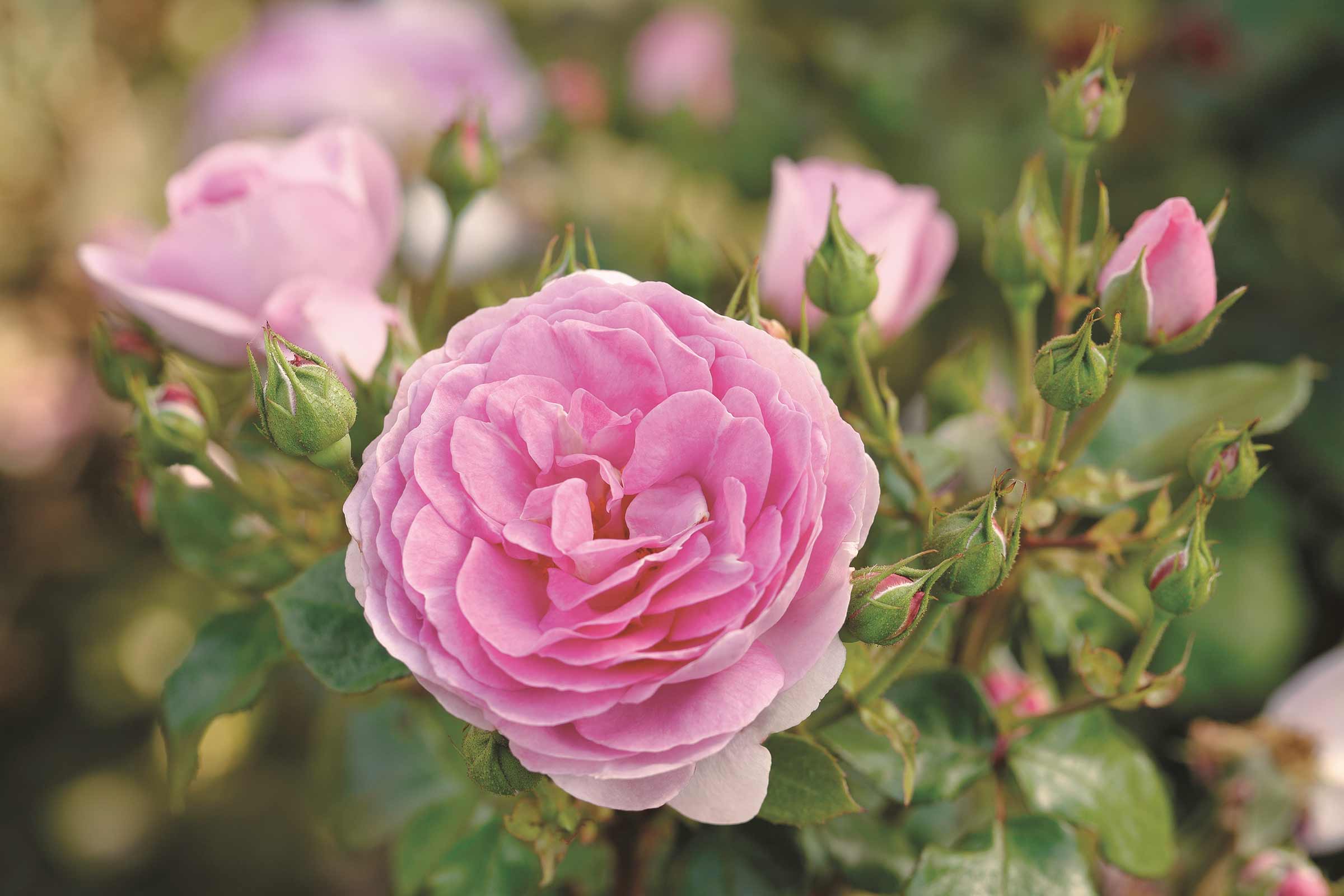 Close-up van een roze roos met knoppen