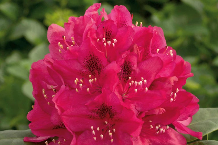 Close-up van een roze bloeiende Rhododendron plant.