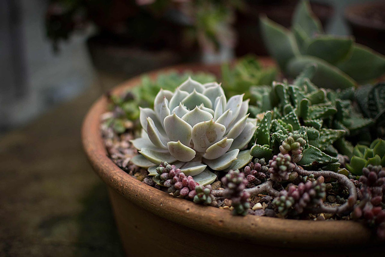 Arrangement van vetplanten in een terracotta pot