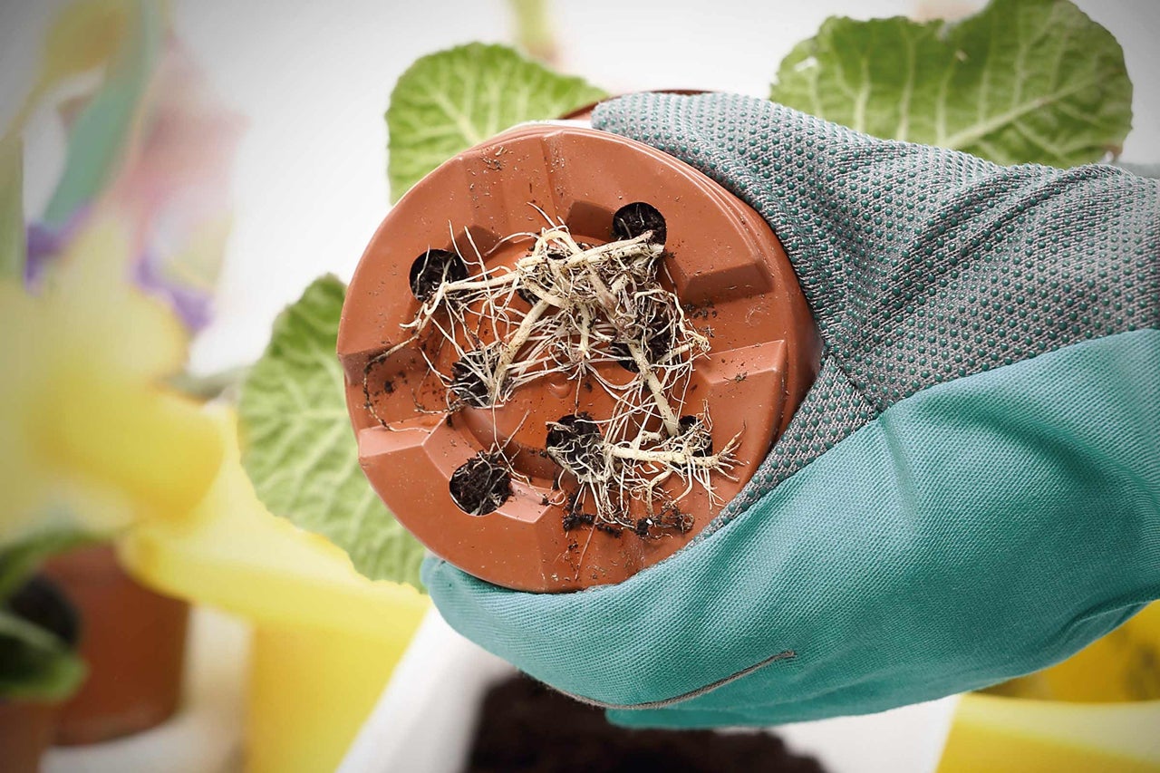 Een hand met tuinhandschoen houdt een bruine bloempot met worteldoorgroei vast.