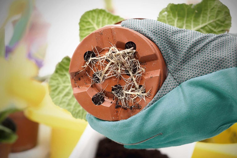 Een hand met tuinhandschoen houdt een bruine bloempot met worteldoorgroei vast.