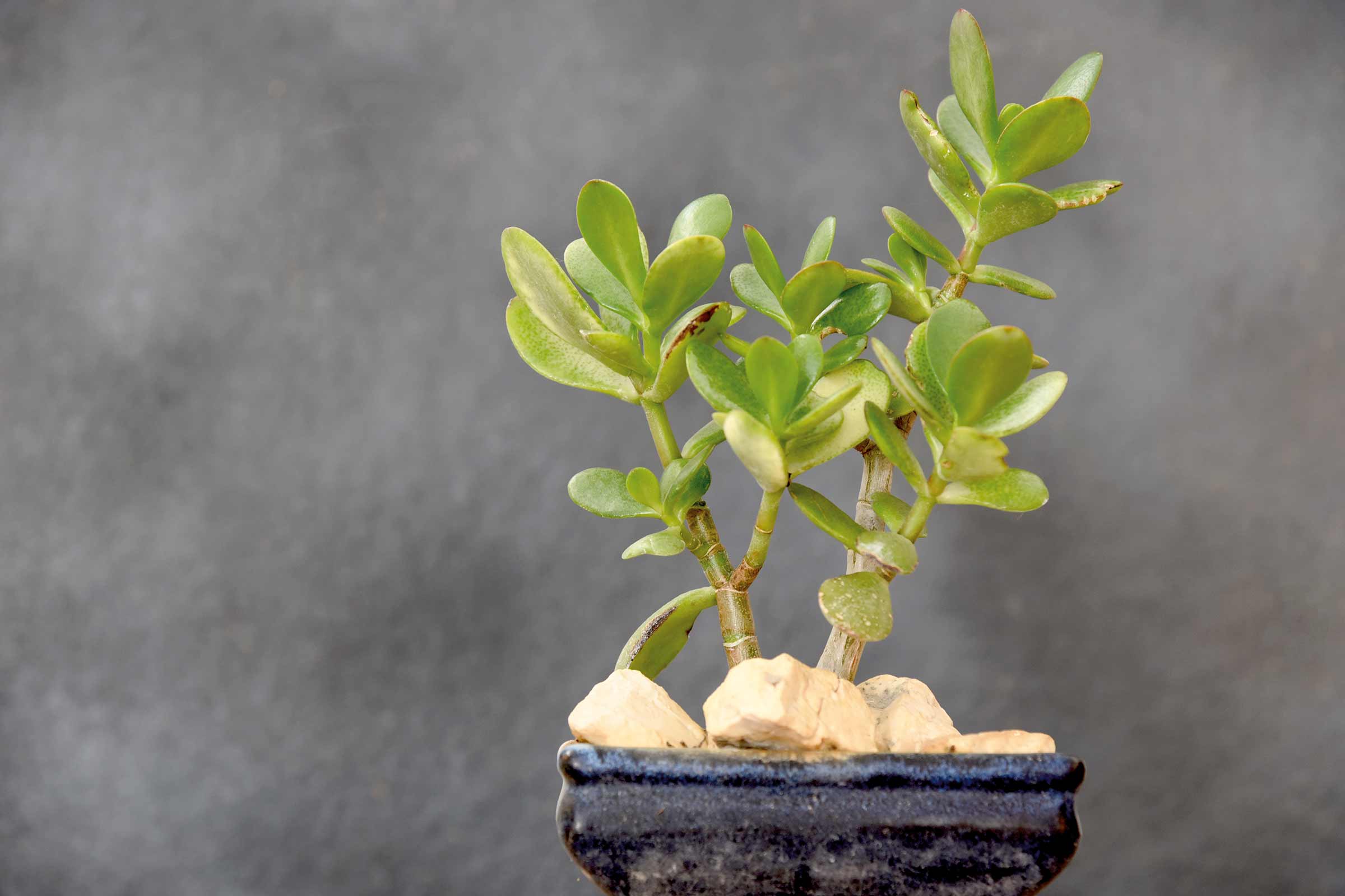 Geldboom in een pot met stenen