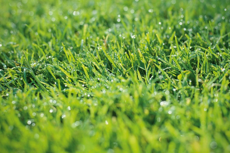 Close-up van gras met dauwdruppels