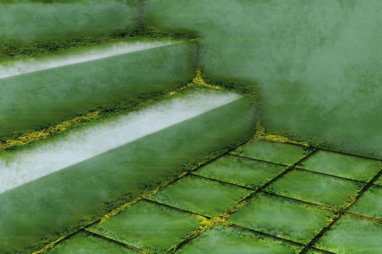 Trap en tegels met plantengroei