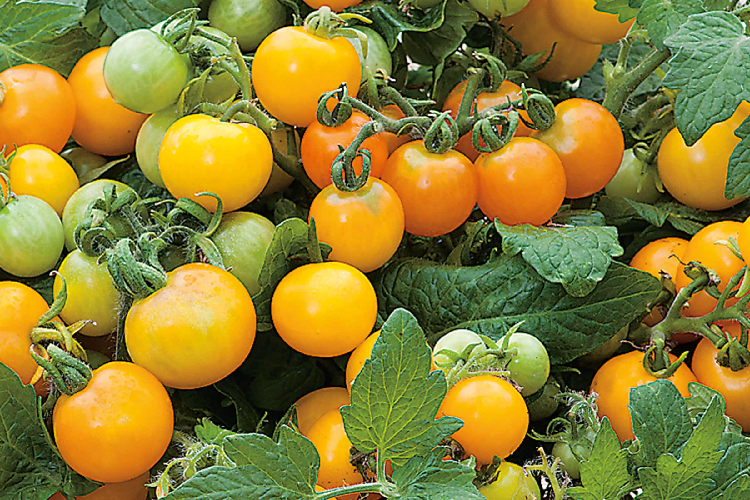 Close-up van gele cherrytomaten aan de plant