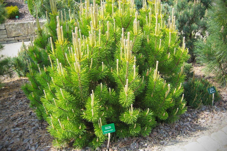 Dwergden 'Wintergold' in de tuin