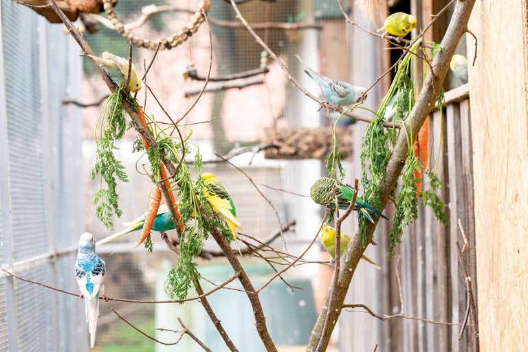 Vogels houden