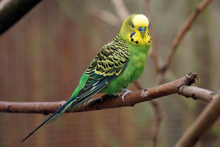 Grasparkiet op een tak