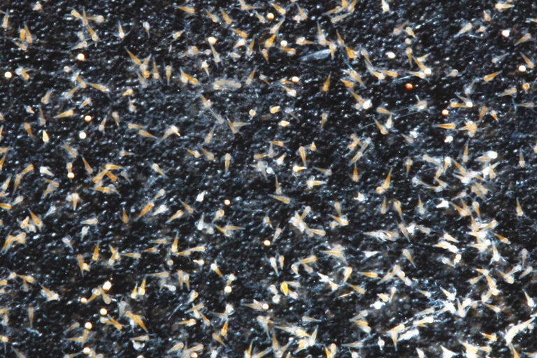 Close-up van vislarven en eieren