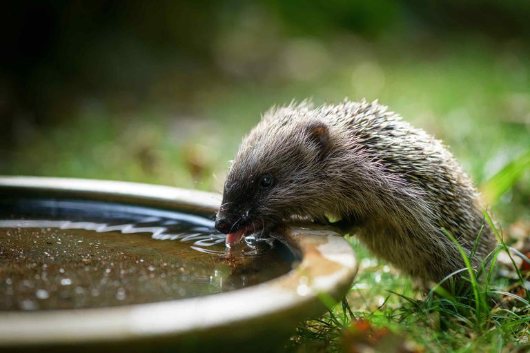 Dieren in de tuin