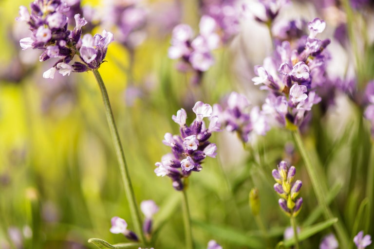Close-up van lavendelbloemen