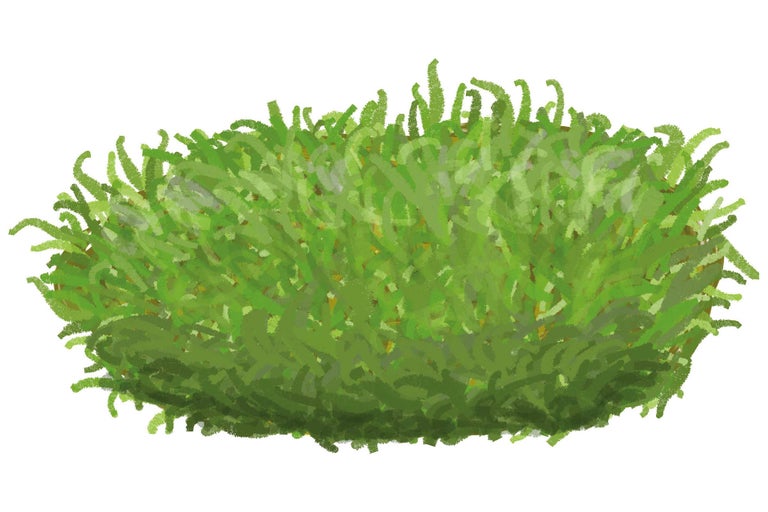 Illustratie van een groene sierstruik