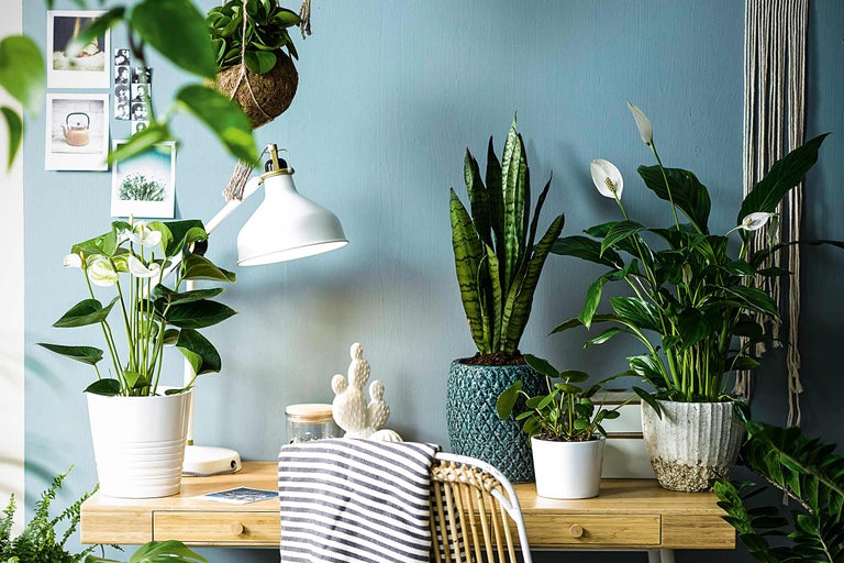 Decoratief bureau met kamerplanten in potten en een bureaulamp