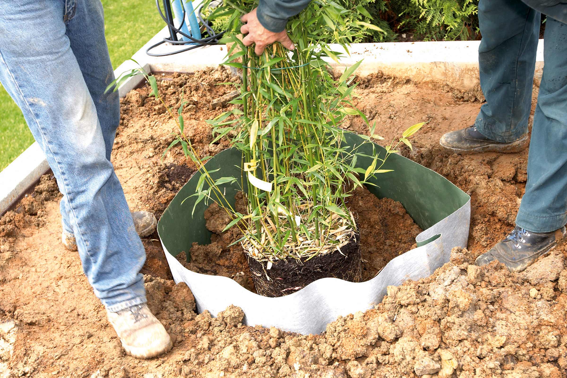Bamboe wordt met wortelbegrenzer in de grond geplant.