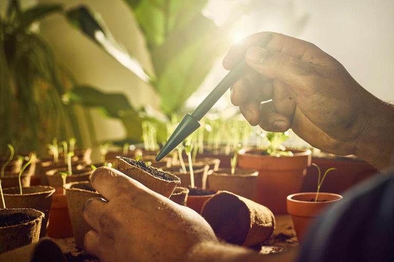 Tuinman bevochtigt zaailing in een kweekpot met een pipet, omringd door andere kweekpotten met jonge planten.