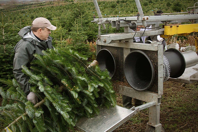 Een man bedient een machine voor het verpakken van kerstbomen in een kerstbomenveld.