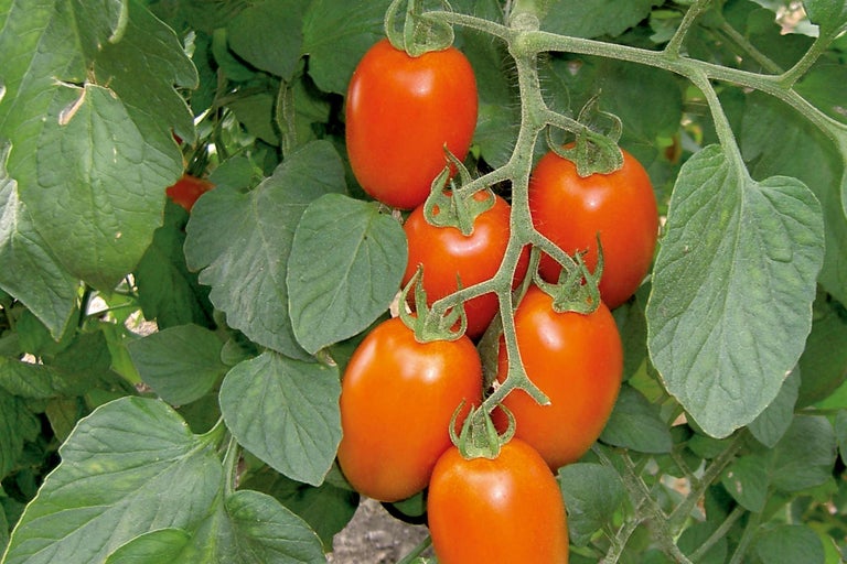Struik met langwerpige tomaten en groene bladeren.
