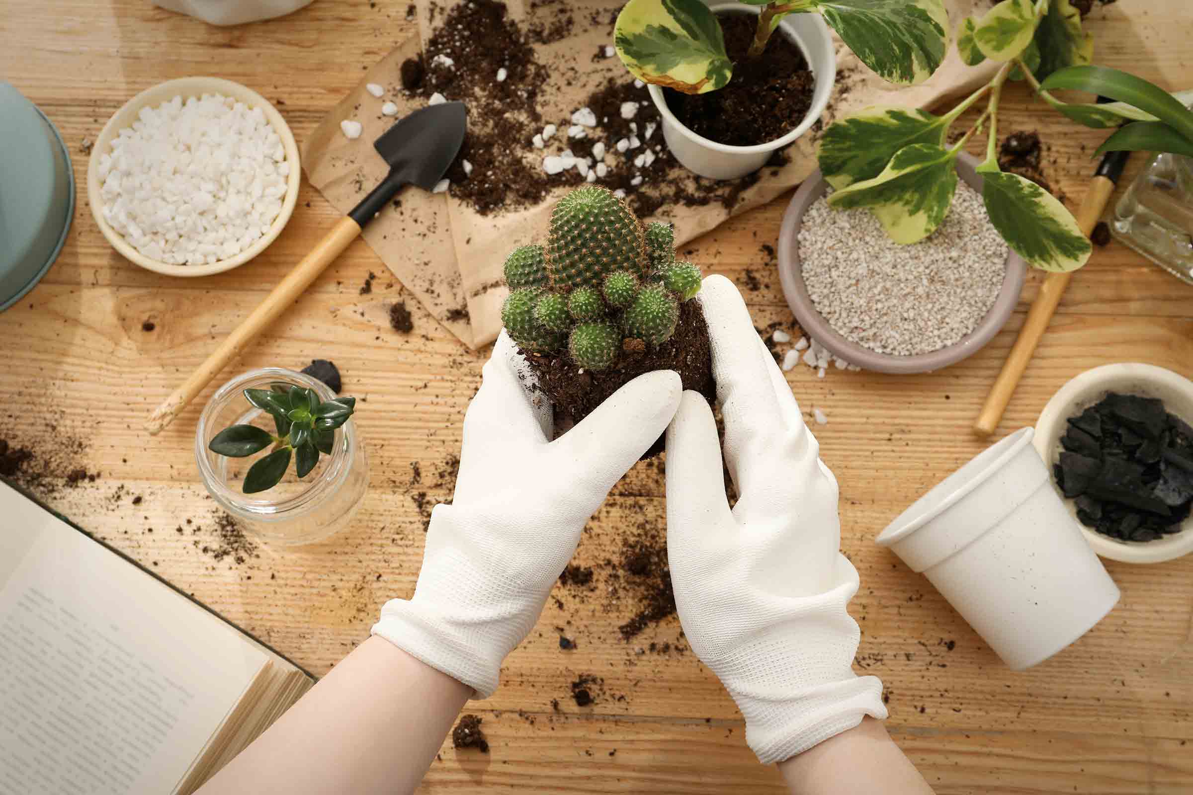 Verpotten van potplanten met cactus, potgrond, schep, hydrokorrels en handschoenen op houten tafel